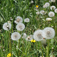 Dandelion (Taraxacum officinale)