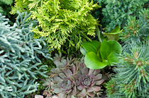 PHOTO: Evergreens in the Dwarf Conifer Garden