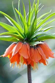 PHOTO: Fritillaria imperialis