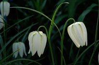PHOTO: Fritillaria meleagris alba
