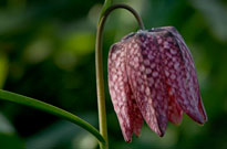 PHOTO: Fritillaria meleagris