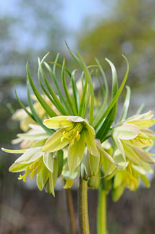 PHOTO: Fritillaria raddeana