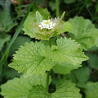 Garlic mustard (Alliaria petiolata)