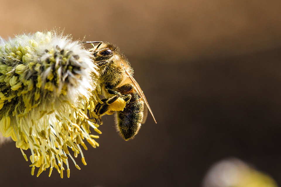 PHOTO: Honey bee with legs full of pollen.