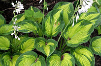 PHOTO: Hosta 'Cadillac'