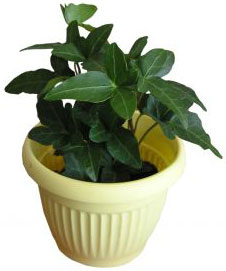PHOTO: houseplant
