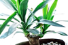 PHOTO: Houseplants