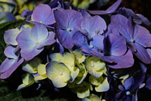 PHOTO: Globemaster allium