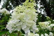 PHOTO: Stars of Persia allium