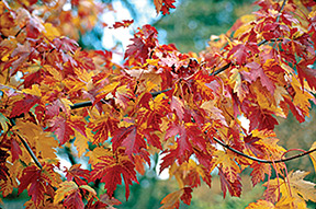 PHOTO: Marmo Maple
