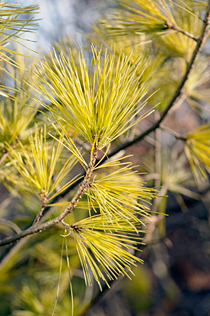 PHOTO: Macedonian pine