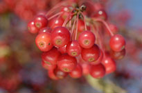PHOTO: Crabapple fruit