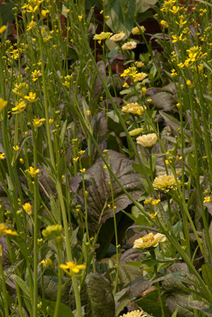 PHOTO: mustard and zinna planted together