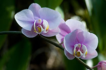PHOTO: Orchid class