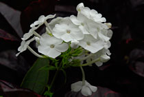 PHOTO: Phlox paniculata 'David'