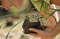PHOTO: Planting seedlings
