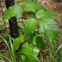 Poison ivy (Solanum nigrum)