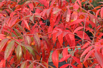 PHOTO: Prairie Flame shining sumac in fall color