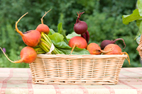 PHOTO: Burpee's Golden beets