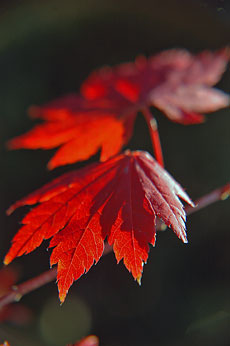 PHOTO: Tricyrtis formosana