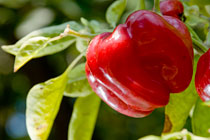 PHOTO: Red bell pepper