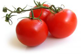 PHOTO: tomatoes on the vine
