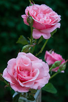Mature Roses 81