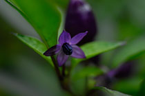 PHOTO: Bolivian Rainbow hot pepper