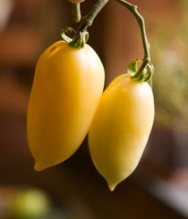 PHOTO: tomatoes on the vine