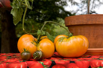 PHOTO: tomatoes on the vine