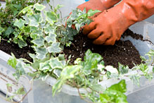 PHOTO: Topiary class