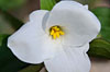 PHOTO: Trillium
