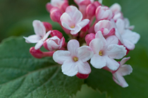 PHOTO: Viburnum carlesii 'J. N. Select'