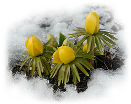 PHOTO: Winter aconite