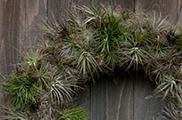 PHOTO: Succulent wreath.
