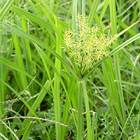 Yellow nutsedge (Cyperus esculentus)