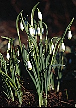 PHOTO: snowdrops