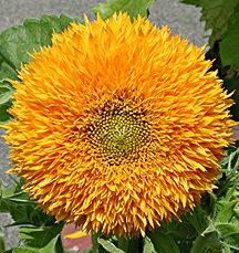PHOTO: sunflower