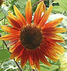 PHOTO: sunflower