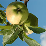 PHOTO: apples