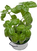 PHOTO: potted basil