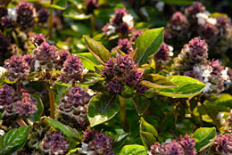 PHOTO: Basil 'Magical Michael'