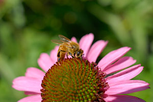 PHOTO: Bee on meadowbrite
