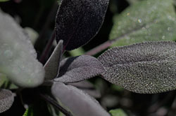 PHOTO: Berggarten sage