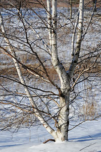 PHOTO: Betula 'Madison' (birch)