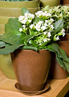 A compostable pot.