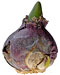 PHOTO: hyacinth bulb
