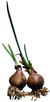 PHOTO: bulbs