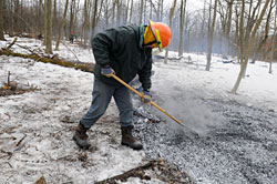 Controlled burn of buckthorn