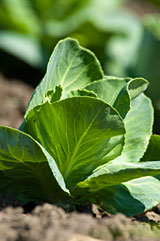 PHOTO: cabbages and lettuces
